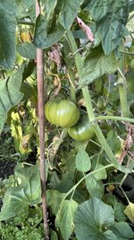 IMG_7187.jpeg