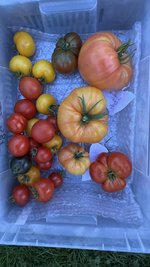 IMG_7239.jpeg