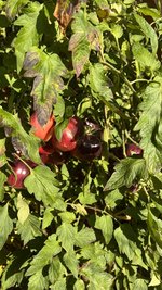 IMG_7222.jpeg