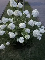 IMG_2619.webp