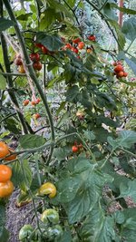 IMG_7226.jpeg