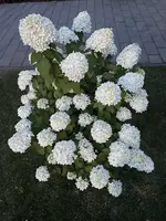 IMG_2618.webp
