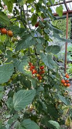 IMG_7225.jpeg