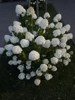 IMG_2617.webp