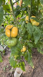 IMG_7197.jpeg