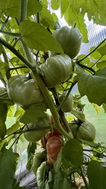 IMG_7235.jpeg