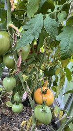 IMG_7234.jpeg