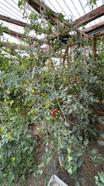 IMG_7203.jpeg