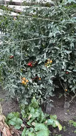 IMG_7217.jpeg