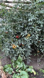 IMG_7217.jpeg