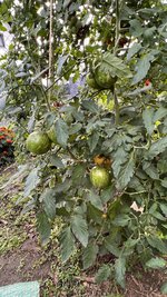 IMG_7204.jpeg