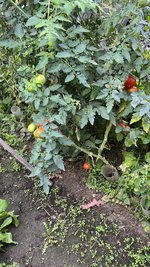 IMG_7205.jpeg