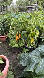 IMG_7210.jpeg