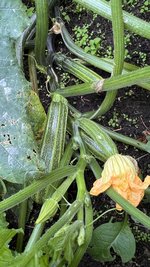 IMG_7211.jpeg