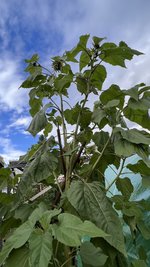 IMG_7208.jpeg