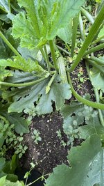 IMG_7213.jpeg