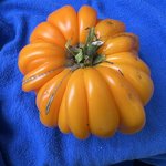 IMG_7247.jpeg