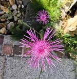 IMG_20230727_083554.webp