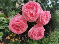 IMG_20230623_154222.webp