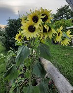 20230813_190648.jpg