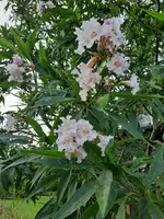 20230813_185933.webp