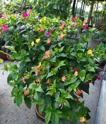 20230813_190919.webp