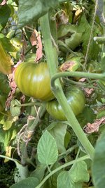 IMG_7255.jpeg