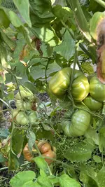 IMG_7256.jpeg