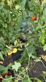 IMG_7262.jpeg