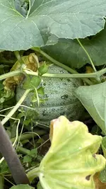 IMG_7257.jpeg