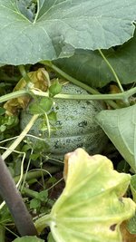 IMG_7257.jpeg