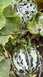 IMG_7259.jpeg