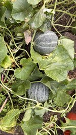IMG_7261.jpeg
