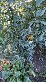 IMG_7270.jpeg