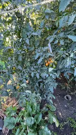 IMG_7270.jpeg