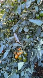 IMG_7269.jpeg