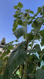 IMG_7272.jpeg