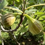 IMG_7265.jpeg