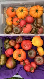 IMG_7282.webp