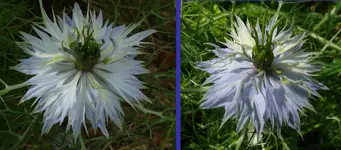 2023Nigella2.jpg