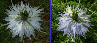 2023Nigella2.jpg