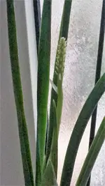 Sanseverie.webp