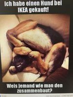 Hund.jpg