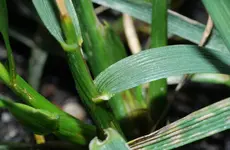 Rohrschwingel Blattrand 20230630.webp