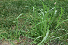 Lolium multiflorum 20230522.jpg