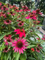 IMG_9383.jpeg