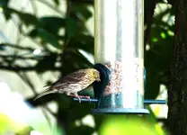 P1410341.webp