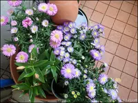 c016.webp
