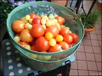 c017.webp