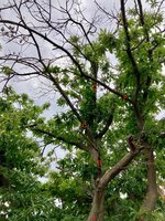 **Castanea sativa-A_05_Ostseite_2023-07_01.05.01.jpg